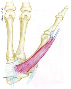 Abductor Pollicis brevis