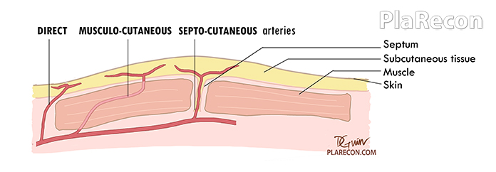 Arterial Supply skin Pic (Plastic Surgery)