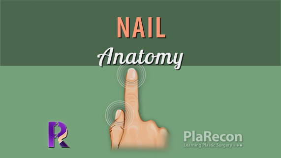 Integumentary and Finger nail Diagram | Quizlet