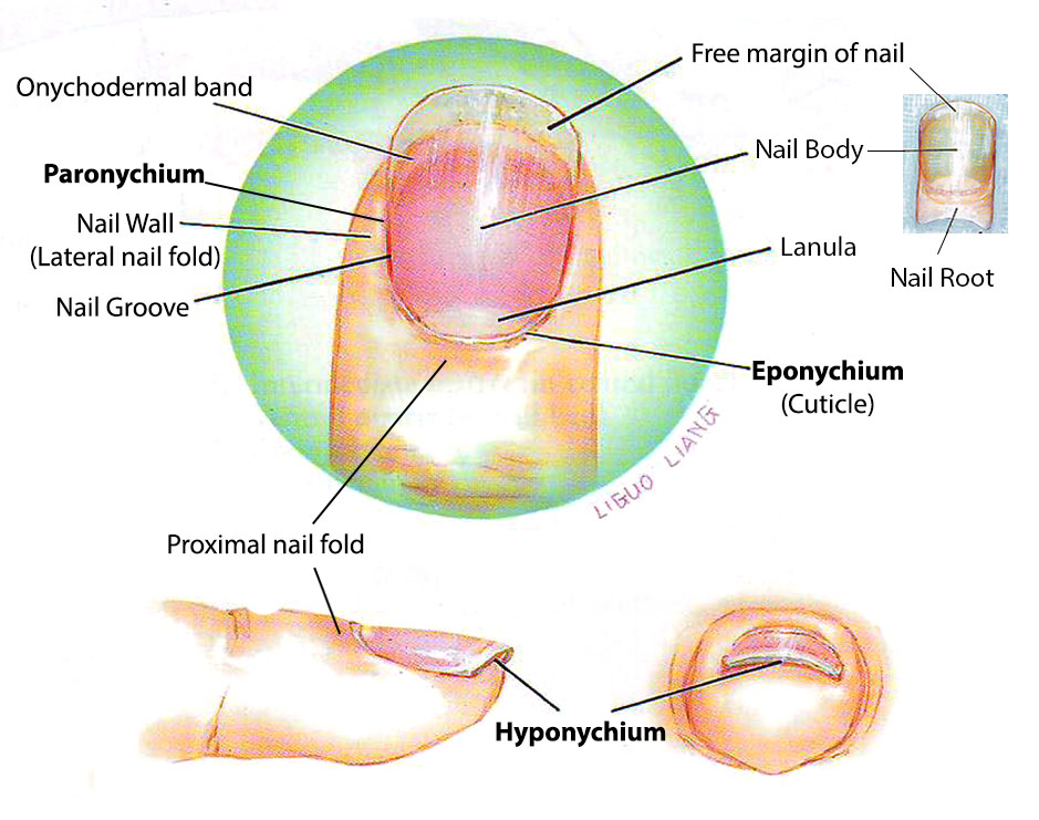 Nail anatomy, eponychium, cuticle, lanula