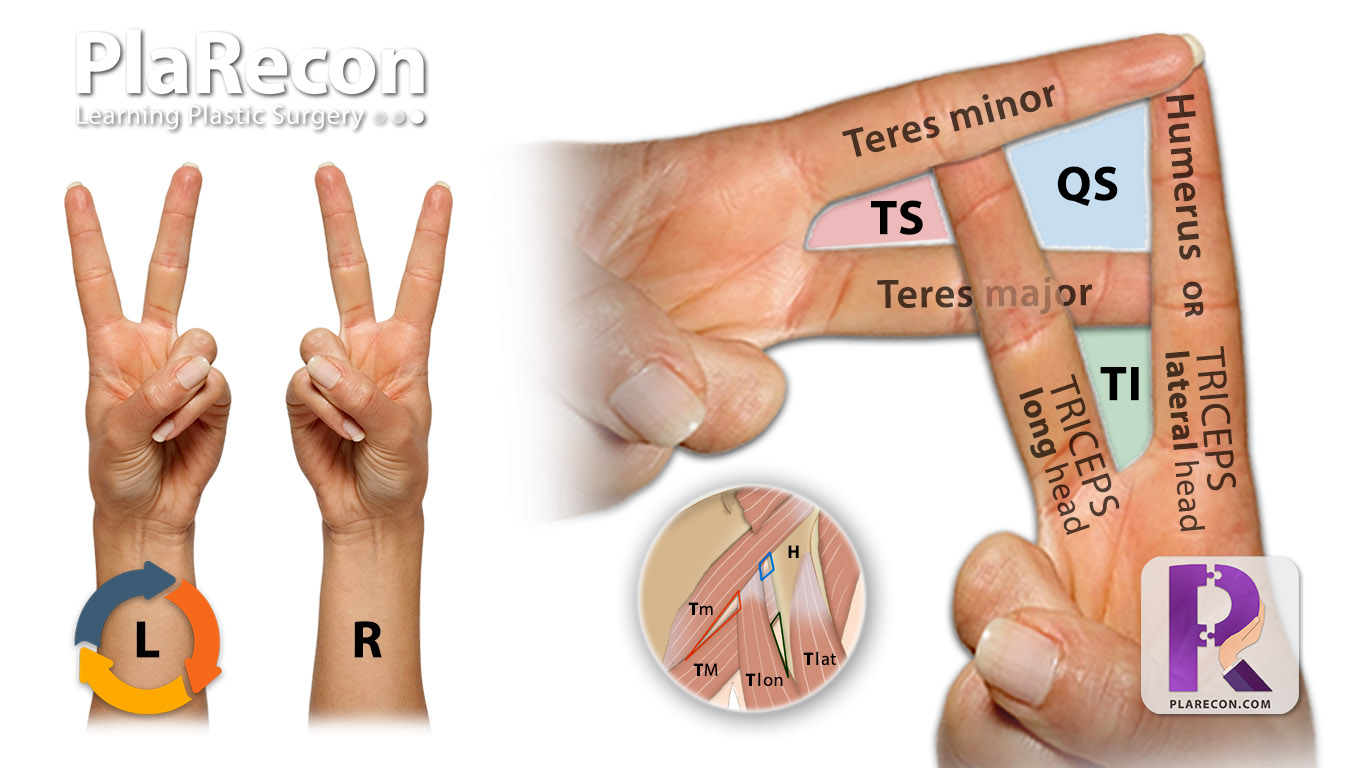 Triangular Space - Borders - Contents - TeachMeAnatomy