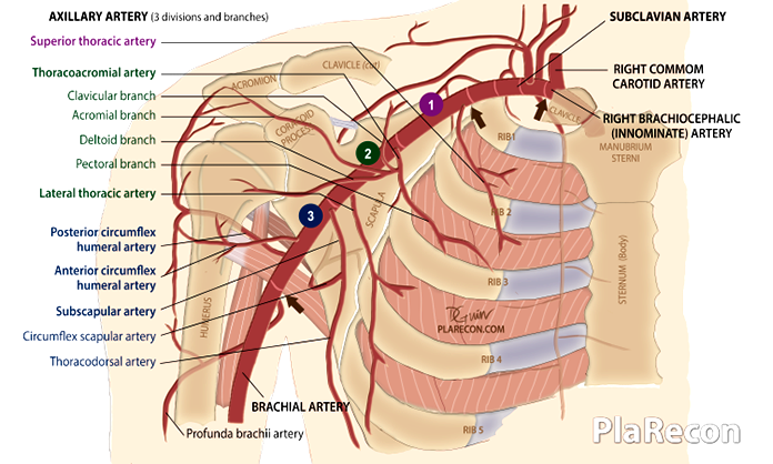 Axillary Artery Anatomy Parts Branches Mnemonic Axillary Artery Anatomy Parts Branches Mnemonic