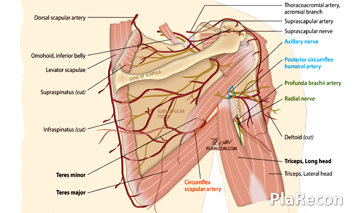 Triangular Space - Borders - Contents - TeachMeAnatomy