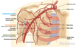 Triangular space, Quadrangular Space- Scapula [Mnemonic]