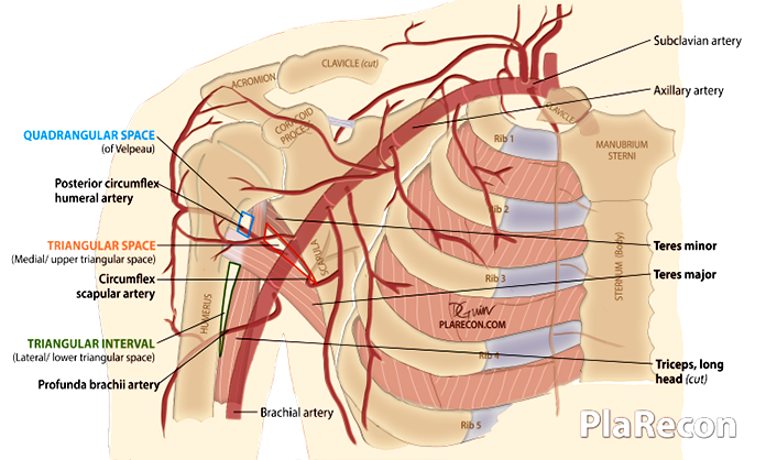 https://www.plarecon.com/wp-content/uploads/2019/03/Parascapular-Spaces-Anterior-view-Plarecon-Plastic-Surgery.png