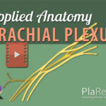 Brachial plexus anatomy diagram